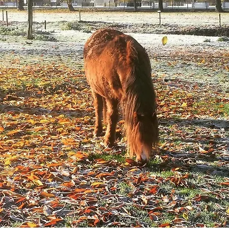 Hébergement de vacances Vakantieboerderij De Schapenweide Wijlre