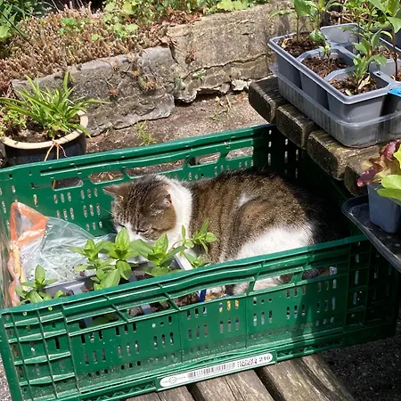 Vakantieboerderij De Schapenweide Hébergement de vacances