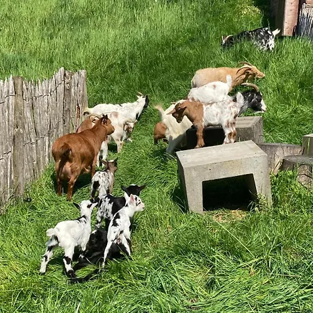 Hébergement de vacances Vakantieboerderij De Schapenweide