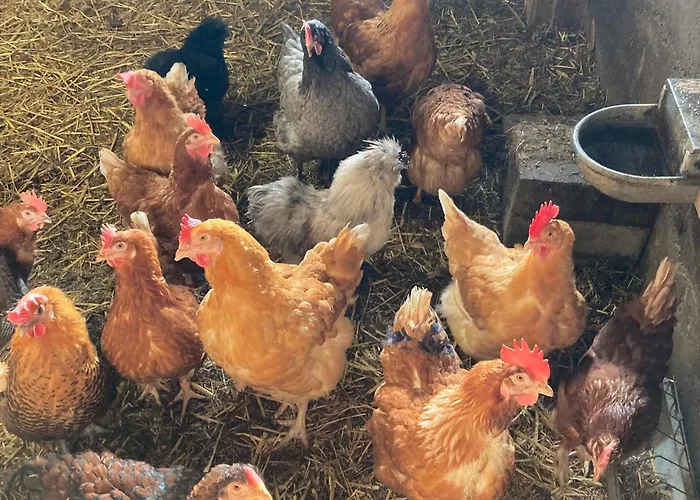 بيت للعطل Vakantieboerderij De Schapenweide