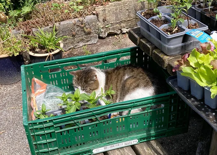 Vakantieboerderij De Schapenweide بيت للعطل