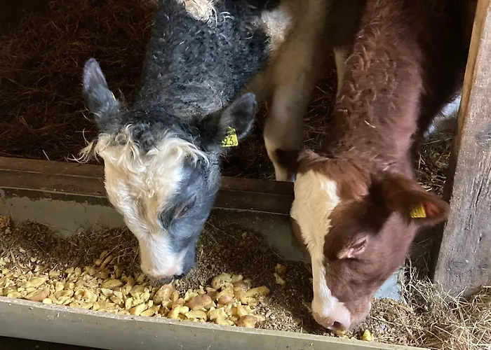 Vakantieboerderij De Schapenweide * Wijlre