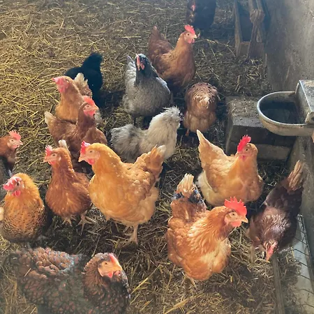 Сasa de vacaciones Vakantieboerderij De Schapenweide