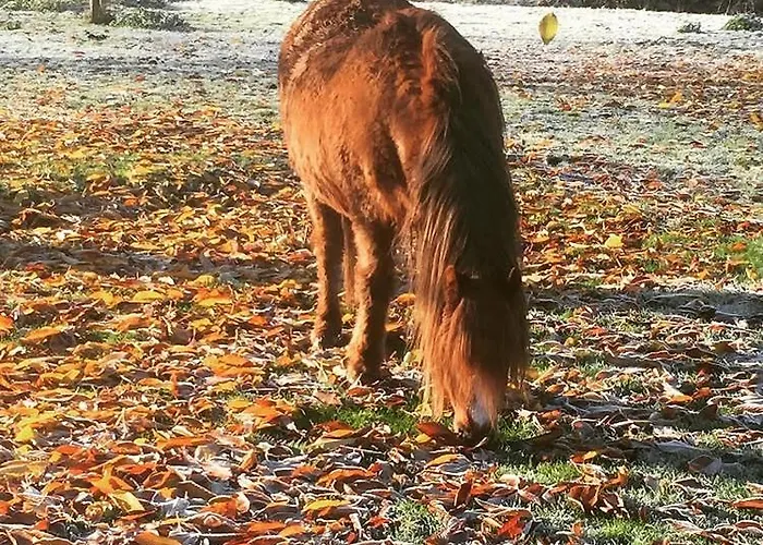 Сasa de vacaciones Vakantieboerderij De Schapenweide Wijlre